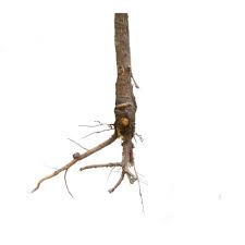 Planting hollyhock roots is the best way to start this large and attractive. Gardening Terms Definitions Veseys