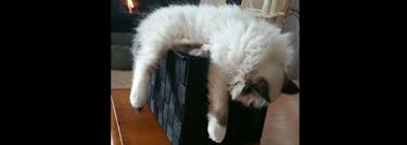 Ragdoll kittens for sale in california tica registered beautiful adorable and fluffy. 5280 Ragdolls Ragdoll Kittens Breeder