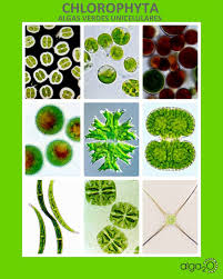 Image result for Microchloa altera