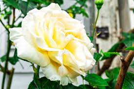 Rose in carta crespa 6 tutorial facili da fare per risultati sorprendenti, con questo articolo inizia sul mio blog una tutte le soluzioni per fiori simili alle rose per cruciverba e parole crociate. Immagini Stock I Bei Fiori Bianchi Di Lisianthus Sembrano Cosi Tanto Simili Alle Rose Image 89400734