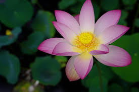 Image result for Lotus