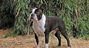 Don't be misled by puppy store websites. French Bulldog Dog Breed Profile Petfinder