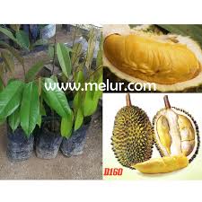 Rahsia pokok durian cepat membesar amp lasak anak durian duri hitam apm planting apm durian seedling. Anak Pokok Durian Musang Queen D160 Kahwin Shopee Malaysia