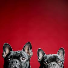 auggie teddy auggieandteddy photos et videos instagram lustig