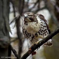 Breakfast With An Attitude Cooper S Hawk Birds Hawk