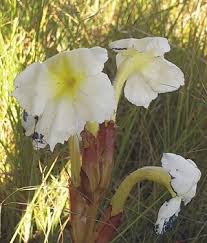 Image result for Harveya alectroides