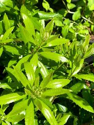We did not find results for: Myrica Morella Californica California Wax Myrtle Plantas Nativa Llc Online Store Nw Native Plant Nursery
