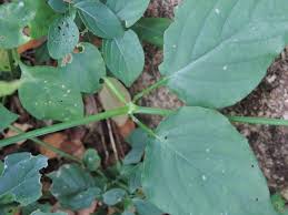 Image result for Phaulopsis imbricata