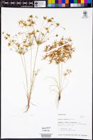 Image result for Cyperus amabilis