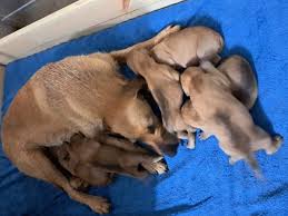 Image result for štýrský brakýř