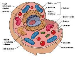 Animal Cell Diagram Labeled Animal Cell Cell Diagram Cells Project