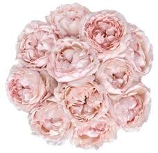 Peony plants should be planted in the fall. Blush Peonies Near Me Peony Peonies For Sale Bulk Flowers