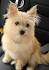 Yorkie Pom Dog Breed » Everything About Yorkie Pomeranian ...
