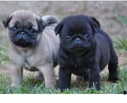Black And Tan Puggle Puppies For Sale Go To The Webpage To Learn More About Puggle Puppies For Sale Check The Webpage To Learn More Viewing The Website Is Worth Pug Puppies Pugs Cute Pugs