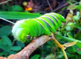Biodiversidad de Guatemala