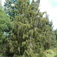 Image result for Dacrydium cupressinum