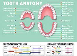 Child Teeth Numbers Babies First Teeth What Baby Teeth Do