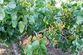 La pistache pousse en grappes. Faire Pousser Des Pistaches Pour Le Profit Wikifarmer