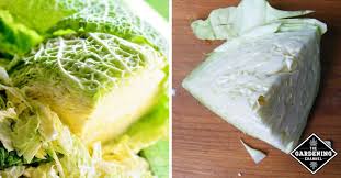 How to freeze cabbage from the garden. Can You Freeze A Cabbage Gardening Channel