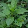 To learn how to identify common poisonous berries, like deadly nightshade and mistletoe, keep reading! Https Encrypted Tbn0 Gstatic Com Images Q Tbn And9gcqzikkf13nalu0i Xfvoytilervfgk Vmt06gkrry5nsfbjfkvc Usqp Cau