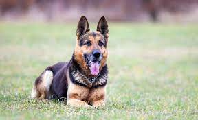 Solid black german shepherds bred to solid black german shepherds will only produce blacks. Short Haired German Shepherds 101 All About Breeds