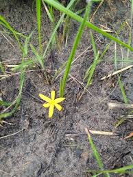 Image result for Curculigo pilosa