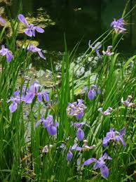 We do our best to offer a variety of plants that will allow you to maintain and beautify your water garden. How To Plant And Grow Perennial Louisiana Irises Plus Other Types Of Iris Dengarden