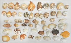 Assorted Sea Shells For Decoration