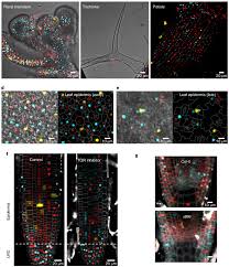 Cell polarity is often reinforced by a cytoskeleton that integrates cellular space. Plantae Placci Plant Cell Cycle Indicator Fluorescent Sensor For Spatiotemporal Cell Cycle Analysis Nature Plants Plantae