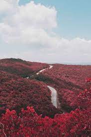 Random Inspiration 236 Red Forest Nature Nature Photography