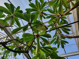 Image result for Ficus saussureana
