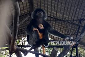 Diana dan roma bermain di kebun binatang dengan hewan dan memberi mereka makan. Taman Jurug Akan Barter Satwa Dengan Tiga Kebun Binatang Republika Online