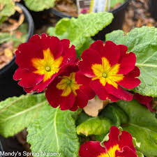 Image result for Primula