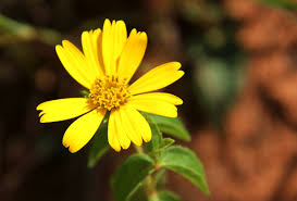 Image result for Aspilia pluriseta