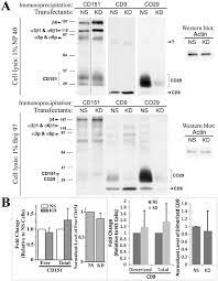 I 134 form for fiance visa. Tetraspanin Co 029 Inhibits Colorectal Cancer Cell Movement By Deregulating Cell Matrix And Cell Cell Adhesions