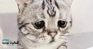 صور وخلفيات قطط حزينة تجنن hd متحركة للموبايل 4 cute cats cats cat love