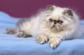 Persian Cat Facts History Personality And Care Aspca Pet Health Insurance Cat Facts Persian Cat Cat With Blue Eyes