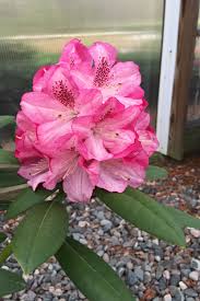 Buy Splendor Southgate Rhododendron Free Shipping 2 Gallon Size Plants For Sale Online From Wilson Bros Gardens