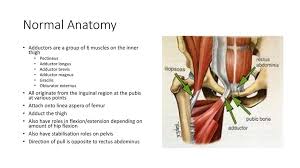 You can put the root words together to get a muscle that goes from the pubic bone. Adductor Related Groin Pain Ppt Download