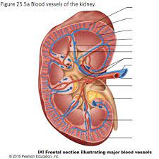 The interlobar arteries which pass between the renal pyramids, arch around the base of the pyramid as the arcuate. Chp24 Blood Vessels In Kidney Label Diagram Quizlet