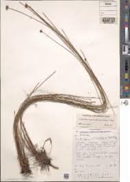 Image result for Actinoschoenus