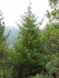 Image result for Phyllocladus trichomanoides