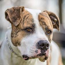 They are part of american culture and history, and may be used as a cultural icon for the united states. Home American Bulldogs