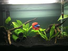 Restarted Fluval Spec V With A More Simple Blank Sand And Few Plants To Highlight My Coolest Betta Revere Aquarium Cool Fish Tanks Fish Tank Betta Fish Tank