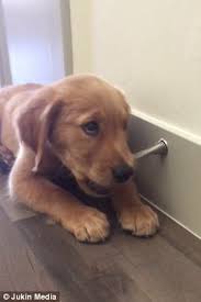 Sweetheart golden retrievers sweetheart golden retrievers in loveland colorado is owned and operated by melissa wren… pricing & deposits if you would like to reserve a sweetheart golden puppy, you can do so. Puppy Gets Suspicious About Doorstop In Denver Daily Mail Online