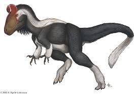 Image result for Dinophora