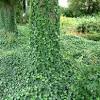 Plante grimpante exterieur sans entretien. Https Encrypted Tbn0 Gstatic Com Images Q Tbn And9gcqejl73gt4st1jecd2rf9uugzfg29ouorgamz8se1r3m1dgig5u Usqp Cau