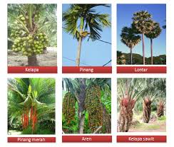 Perbedaan pada setiap organisme inilah yang menjadi dasar dalam keanekaragaman gen atau struktur gen. Tanaman Kelapa Aren Pinang Dan Lontar Menunjukan Keanekaragaman Pada Tingkat