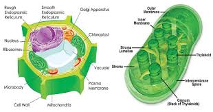We did not find results for: Chloroplasts Definition Structure Functions And Diagram