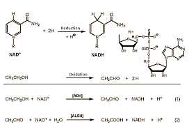 Chemistry Of A Hangover Alcohol And Its Consequences Part 2 Chemviews Magazine Chemistry Hangover Alcohol